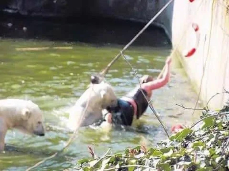 A 32-year-old woman was attacked by a polar bear after she jumped into their enclosure at the Berlin Zoo